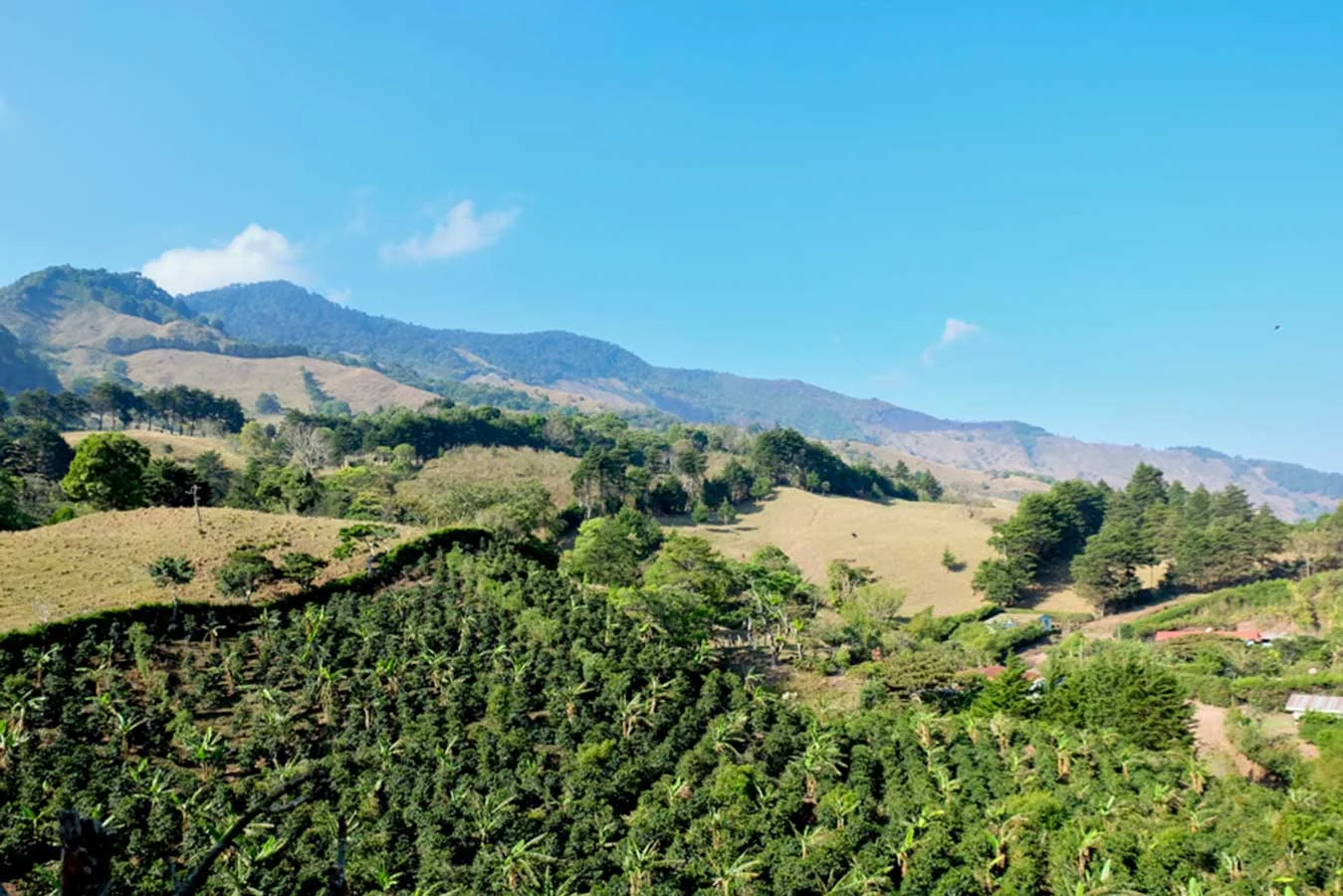 CERRO DRAGÓN - ASERRÍ