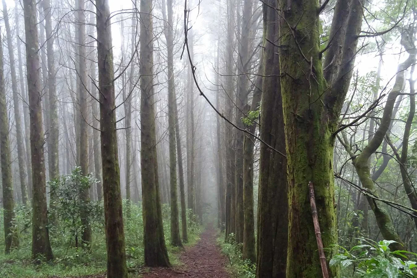 BOSQUE DEL NIÑO - GRECIA