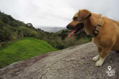 14 Places that all adventurous dogs should visit