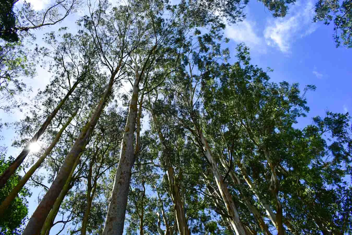 ## 🌿 Río Loro - Cartago: A Peaceful Urban Forest to Reconnect