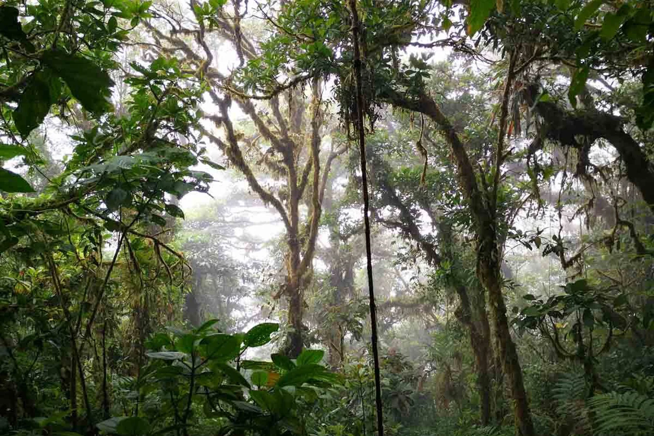 Reserva Biológica Bosque Nuboso de Monteverde