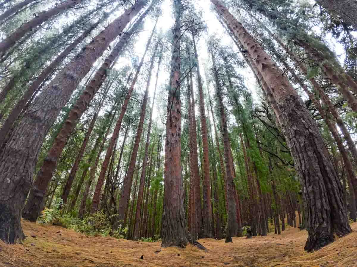 Prusia’s Magic Forest | Irazú Volcano National Park