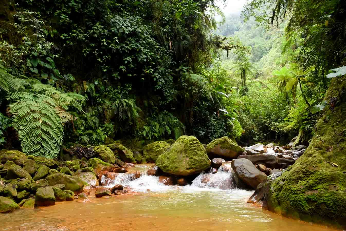 Caminata Río Cajón - Coronado