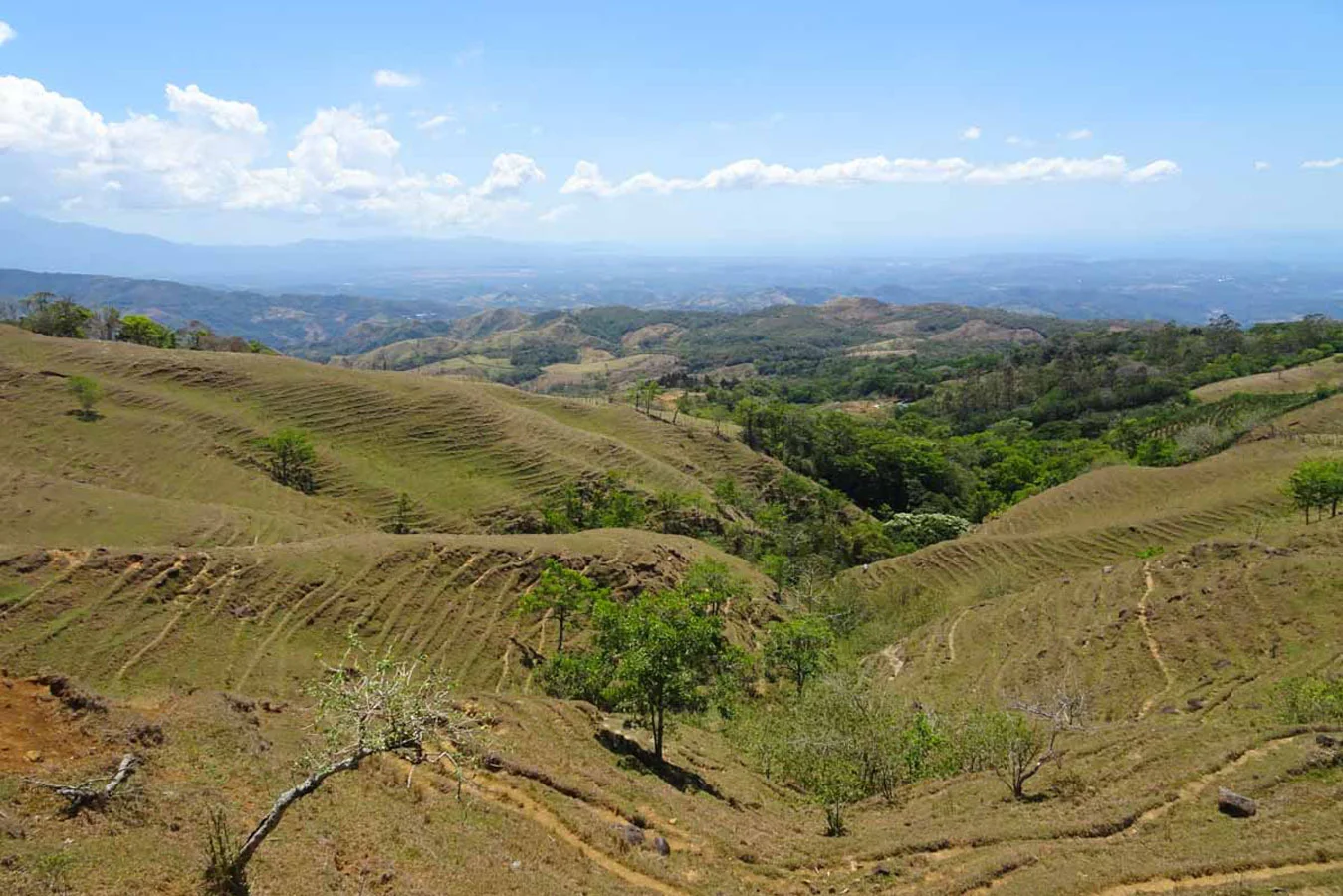 Finca Libertad Pura - San Ramón